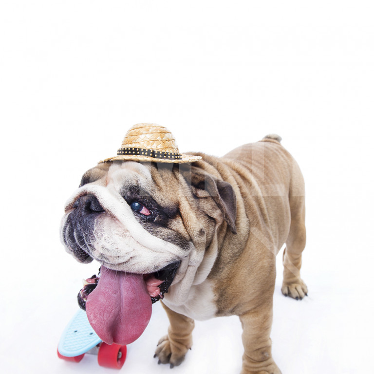 麦わら帽子をかぶるブルドック Bulldog