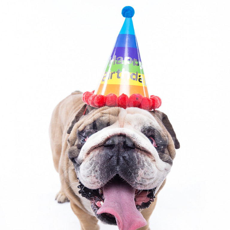 パーティの三角帽子をかぶるかわいいブルドック Bulldog