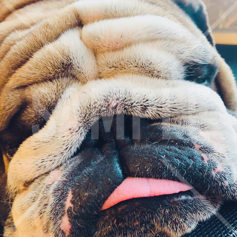 舌を出してぐっすり眠っているブルドック Bulldog