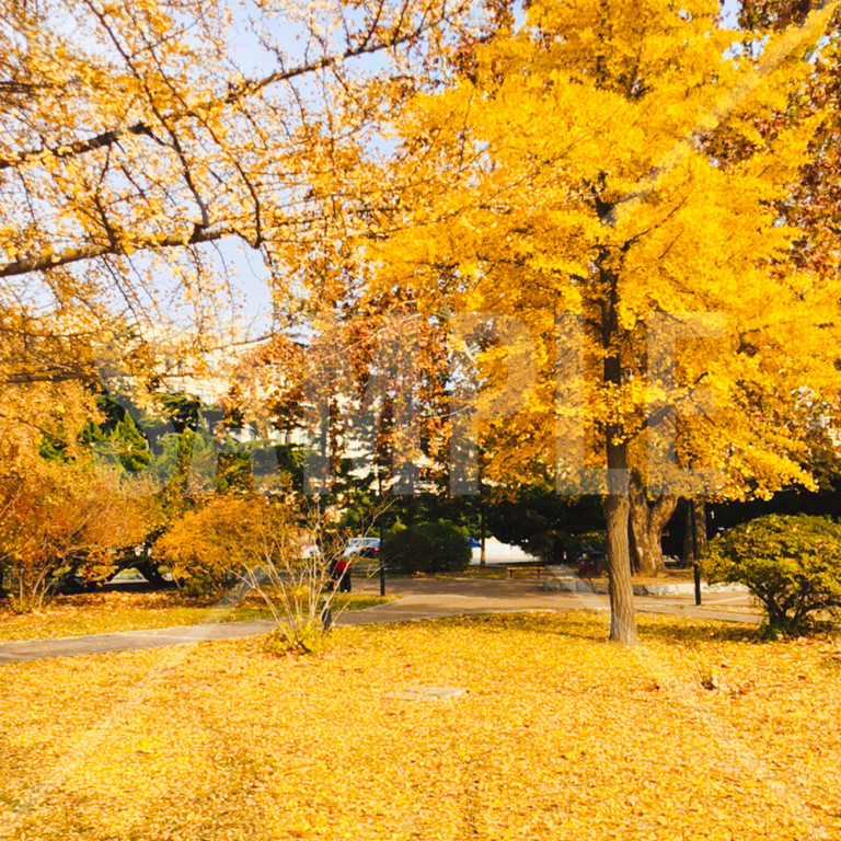 秋景色銀杏