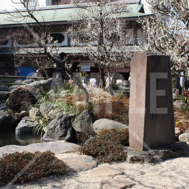 東京都 湯島天神 冬 梅の花と筆塚の碑