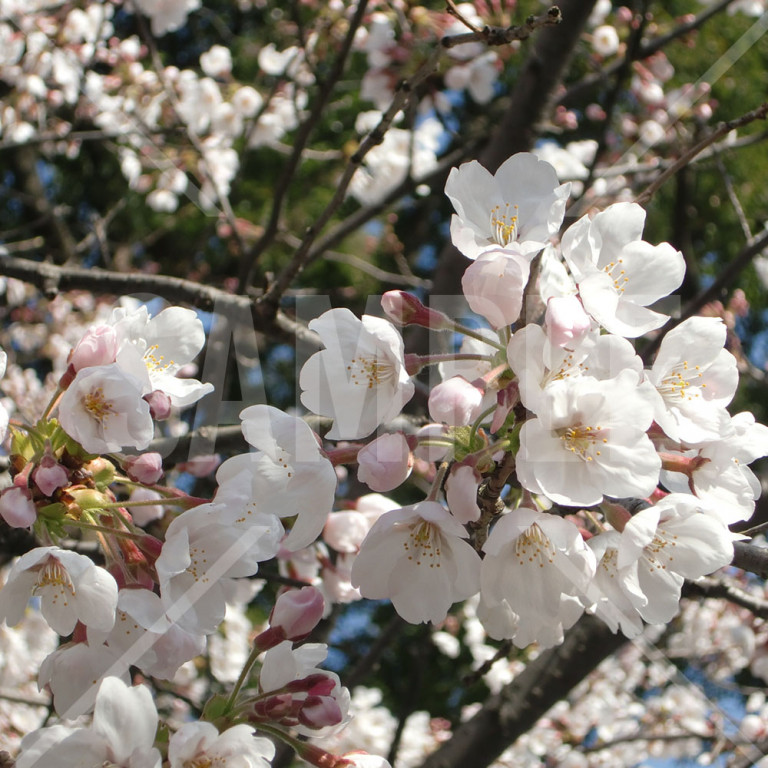 東京都 上野公園 春 満開の桜の花のアップ