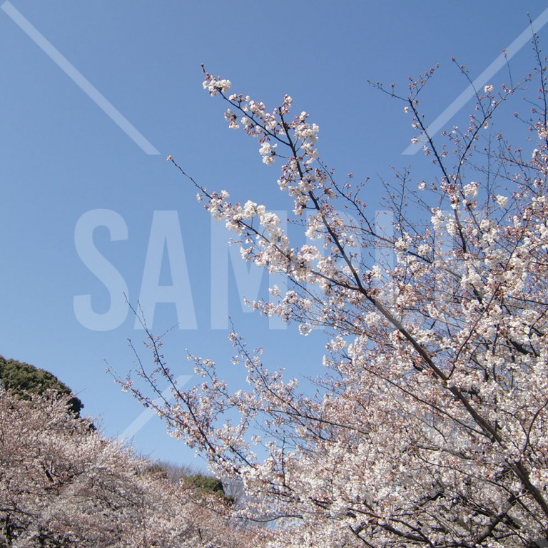 東京都 上野公園 春 満開の桜がある風景