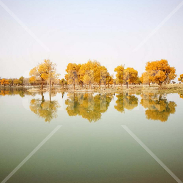 中国 内蒙古(Neimenggu)額済納胡楊林(Ejina poplar)と湖