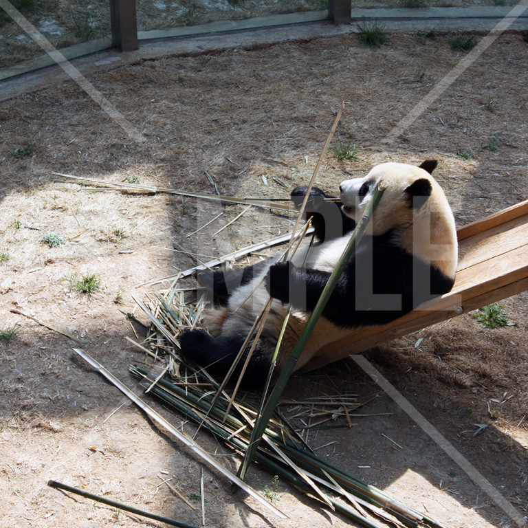 滑り台で竹を食べるパンダ