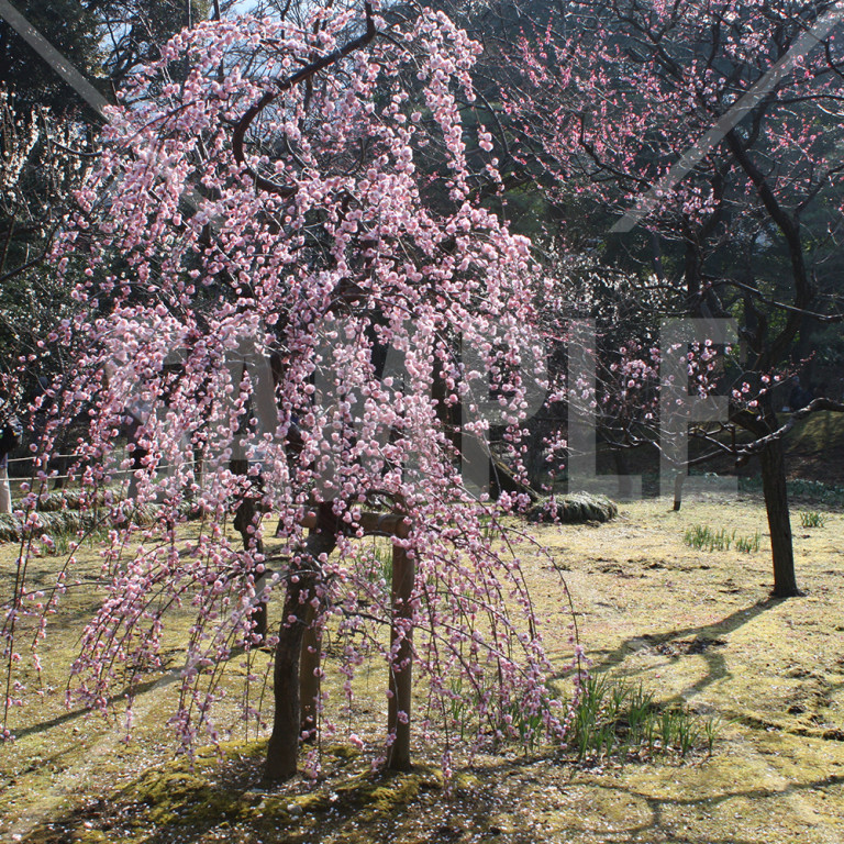 東京都 小石川後楽園 満開の八重咲しだれ梅