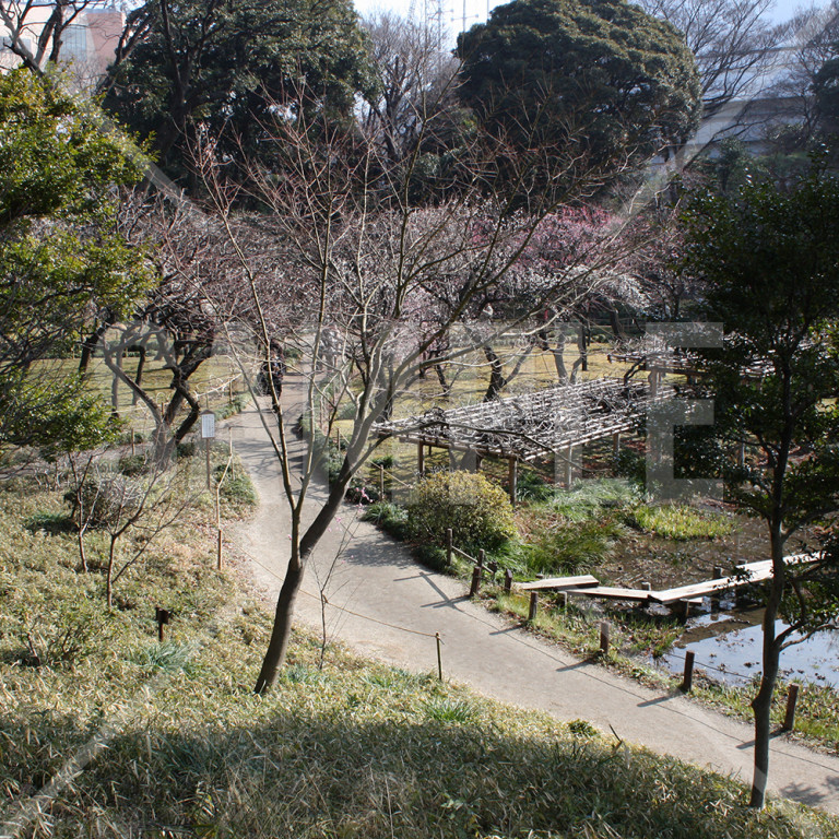 東京都 小石川後楽園 梅の木がある庭園